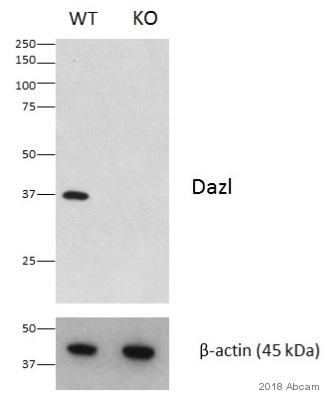 Western blot - Anti-DAZL antibody [EPR21028] (AB215718), expandable thumbnail