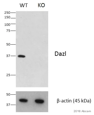 Western blot - Anti-DAZL antibody [EPR21028] (AB215718)