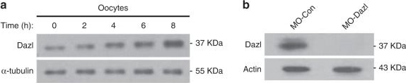Western blot - Anti-DAZL antibody [EPR21028] (ab215718), expandable thumbnail
