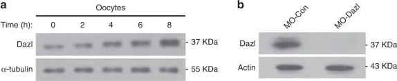 Western blot - Anti-DAZL antibody [EPR21028] (AB215718)