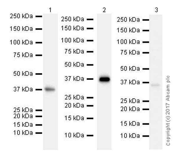 Western blot - Anti-DAZL antibody [EPR21028] (AB215718), expandable thumbnail