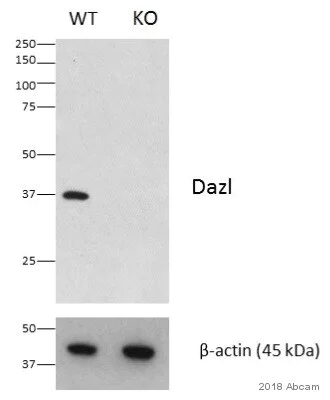 Western blot - Anti-DAZL antibody [EPR21028] - BSA and Azide free (AB228135)