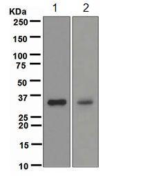Western blot - Anti-DAZL antibody [EPR5140] - BSA and Azide free (AB247651), expandable thumbnail