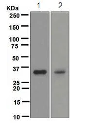 Western blot - Anti-DAZL antibody [EPR5140] - BSA and Azide free (AB247651)