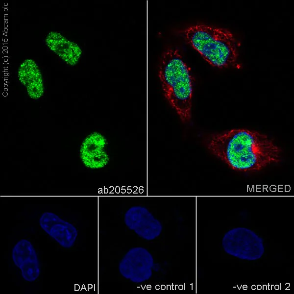 Immunocytochemistry/ Immunofluorescence - Anti-DBC-1 antibody [EPR18317] - BSA and Azide free (AB251430)