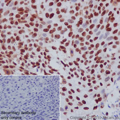 Immunohistochemistry (Formalin/PFA-fixed paraffin-embedded sections) - Anti-DBC-1 antibody [EPR18317] - BSA and Azide free (AB251430)
