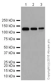 Western blot - Anti-DBC-1 antibody [EPR18317] - BSA and Azide free (AB251430)
