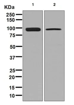 Western blot - Anti-DBC1 antibody [EPR7311] - BSA and Azide free (AB248201)