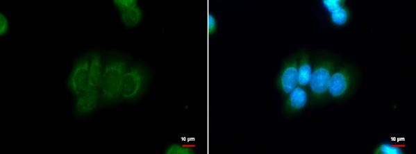 Immunocytochemistry/ Immunofluorescence - Anti-DBC1 antibody - N-terminal (AB183850)