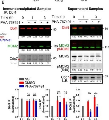 Anti-DBF4 antibody [EPR5635]