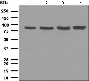 Western blot - Anti-DBF4 antibody [EPR5635] - BSA and Azide free (AB247972)