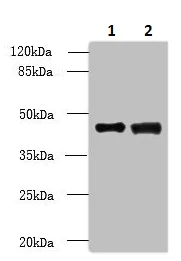 Western blot - Anti-DBF4B/DRF1 antibody (AB235528)