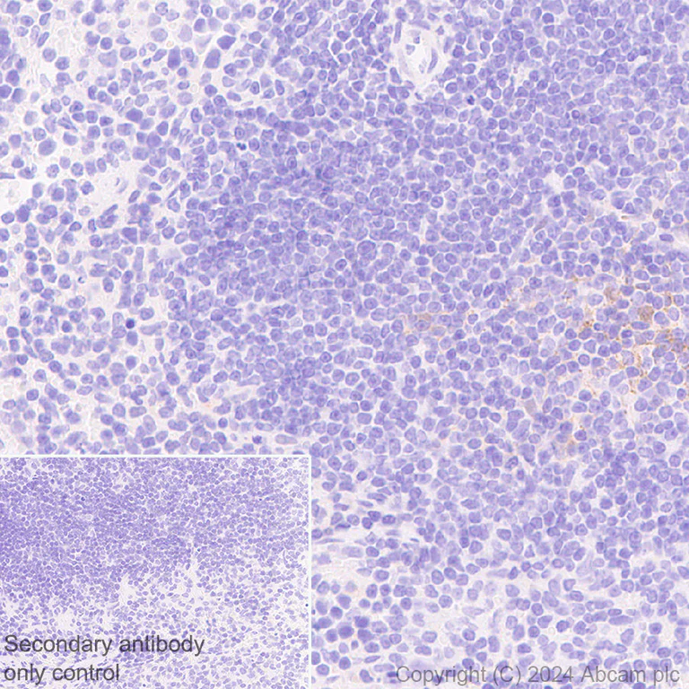 Immunohistochemistry (Formalin/PFA-fixed paraffin-embedded sections) - Anti-DBI antibody [EPR28926-2] (AB317823)