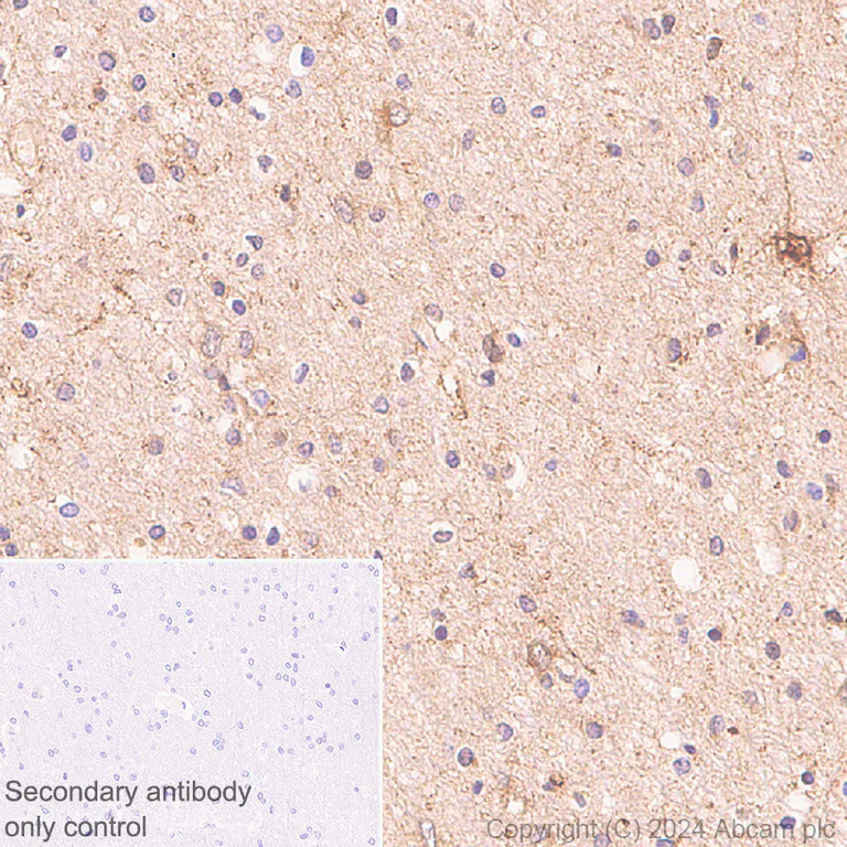 Immunohistochemistry (Formalin/PFA-fixed paraffin-embedded sections) - Anti-DBI antibody [EPR28926-2] - BSA and Azide free (AB317824)