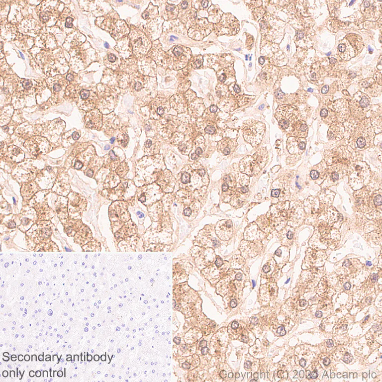 Immunohistochemistry (Formalin/PFA-fixed paraffin-embedded sections) - Anti-DBI antibody [EPR28926-2] - BSA and Azide free (AB317824)