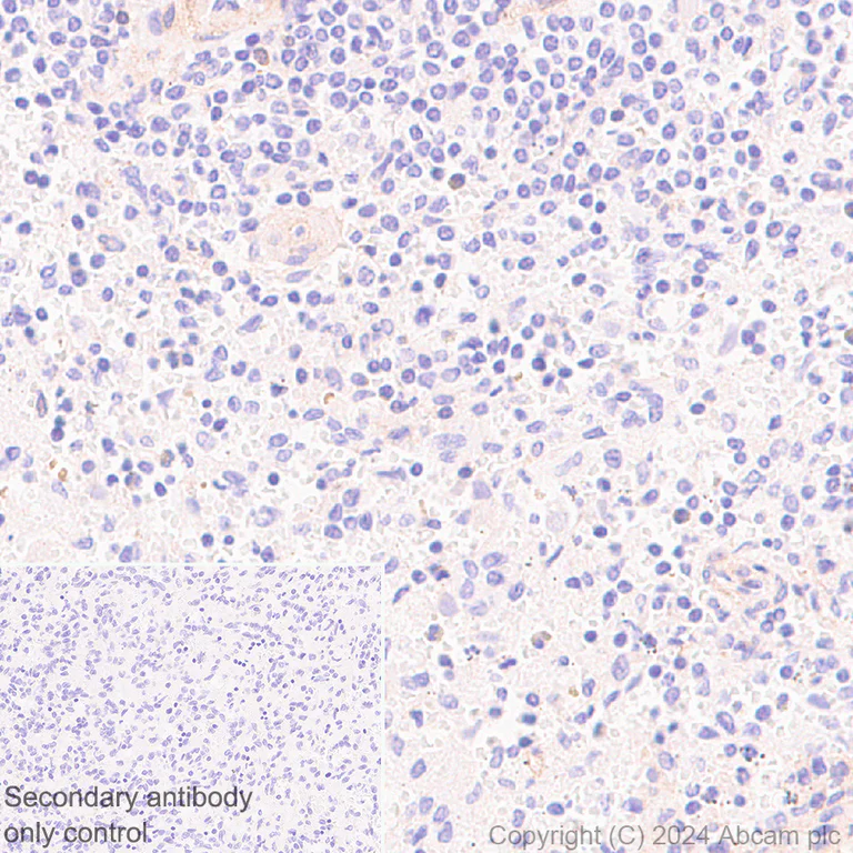 Immunohistochemistry (Formalin/PFA-fixed paraffin-embedded sections) - Anti-DBI antibody [EPR28926-2] - BSA and Azide free (AB317824)