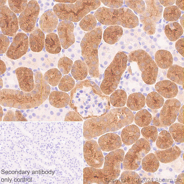 Immunohistochemistry (Formalin/PFA-fixed paraffin-embedded sections) - Anti-DBI antibody [EPR28926-2] - BSA and Azide free (AB317824)