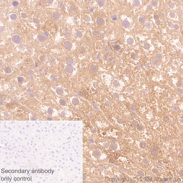 Immunohistochemistry (Formalin/PFA-fixed paraffin-embedded sections) - Anti-DBI antibody [EPR28926-2] - BSA and Azide free (AB317824)