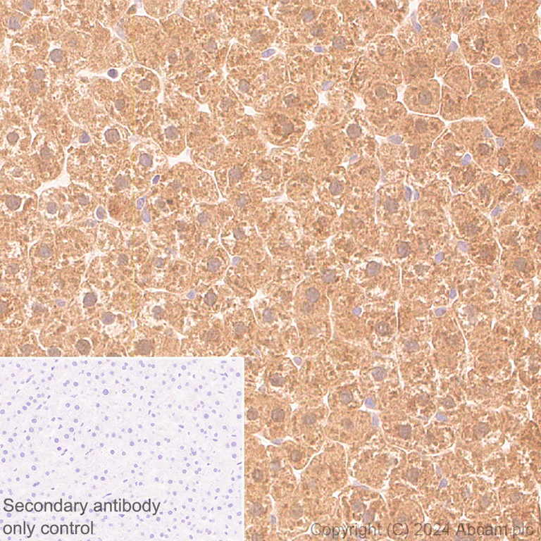 Immunohistochemistry (Formalin/PFA-fixed paraffin-embedded sections) - Anti-DBI antibody [EPR28926-2] - BSA and Azide free (AB317824)