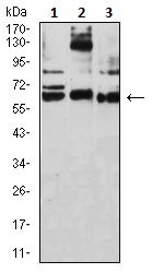 Western blot - Anti-DC-SIGN antibody [5C2G9] (AB233749)