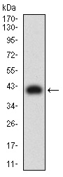 Western blot - Anti-DC-SIGN antibody [5C2G9] (AB233749)