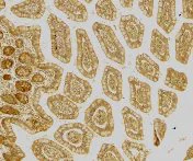 Immunohistochemistry (Formalin/PFA-fixed paraffin-embedded sections) - Anti-DC-SIGN antibody (AB5716)
