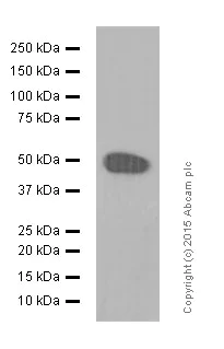 Western blot - Anti-DC-SIGN antibody [EPR5588] - BSA and Azide free (AB210401)