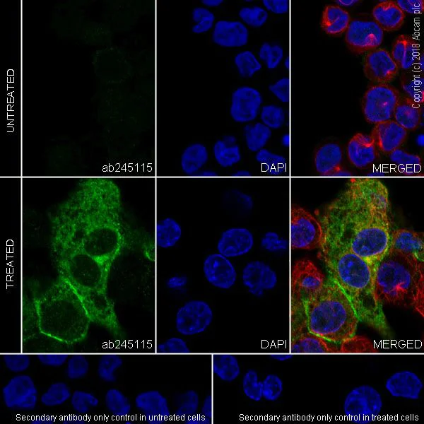 Immunocytochemistry/ Immunofluorescence - Anti-DC-SIGN + DC-SIGNR antibody [EPR22395-72] - BSA and Azide free (AB245207)