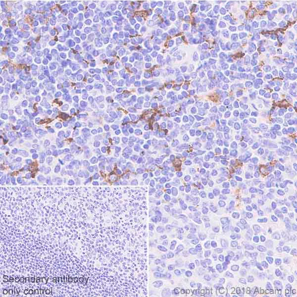Immunohistochemistry (Formalin/PFA-fixed paraffin-embedded sections) - Anti-DC-SIGN + DC-SIGNR antibody [EPR22395-72] - BSA and Azide free (AB245207)