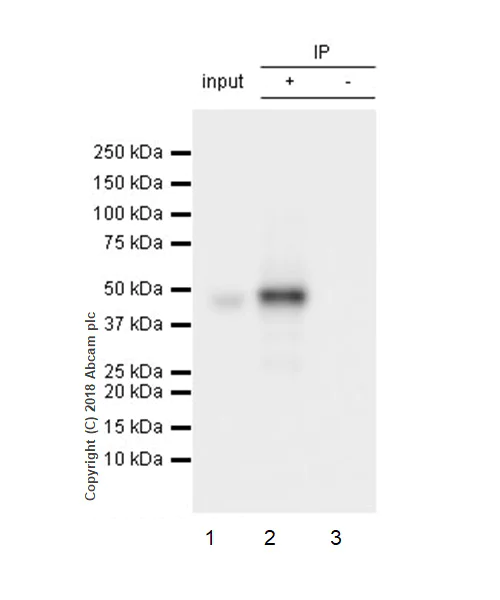Immunoprecipitation - Anti-DC-SIGN + DC-SIGNR antibody [EPR22395-72] - BSA and Azide free (AB245207)