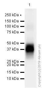 Western blot - Anti-DC-SIGNR antibody [EPR11211] (AB169783)
