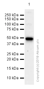 Western blot - Anti-DC-SIGNR antibody [EPR11211] (AB169783)