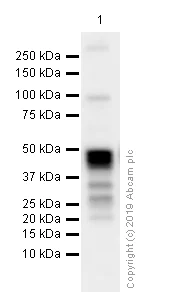 Western blot - Anti-DC-SIGNR antibody [EPR11211] (AB169783)