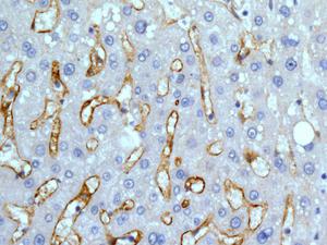 Immunohistochemistry (Formalin/PFA-fixed paraffin-embedded sections) - Anti-DC-SIGNR antibody [EPR11211] - BSA and Azide free (AB240156)