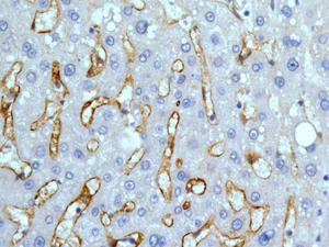 Immunohistochemistry (Formalin/PFA-fixed paraffin-embedded sections) - Anti-DC-SIGNR antibody [EPR11211] - BSA and Azide free (AB240156)