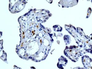 Immunohistochemistry (Formalin/PFA-fixed paraffin-embedded sections) - Anti-DC-SIGNR antibody [EPR11211] - BSA and Azide free (AB240156)