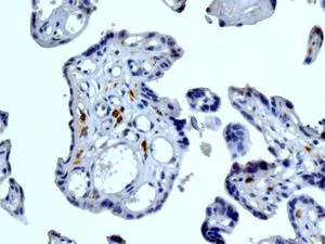 Immunohistochemistry (Formalin/PFA-fixed paraffin-embedded sections) - Anti-DC-SIGNR antibody [EPR11211] - BSA and Azide free (AB240156)