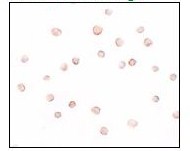Immunocytochemistry - Anti-DCAF12 antibody (AB106707)