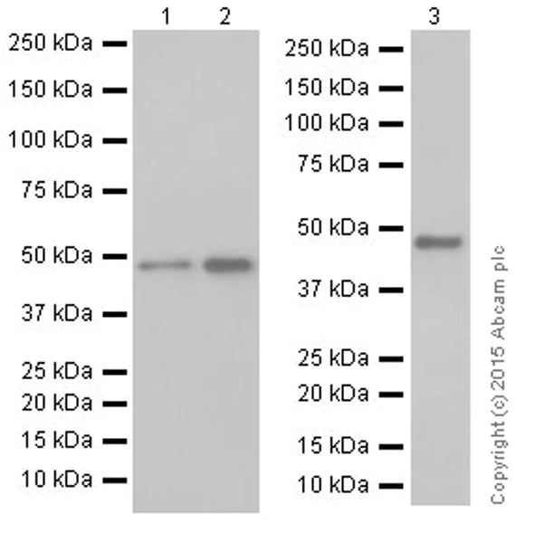 Western blot - Anti-DCAF13 antibody [EPR18723] (AB195121)