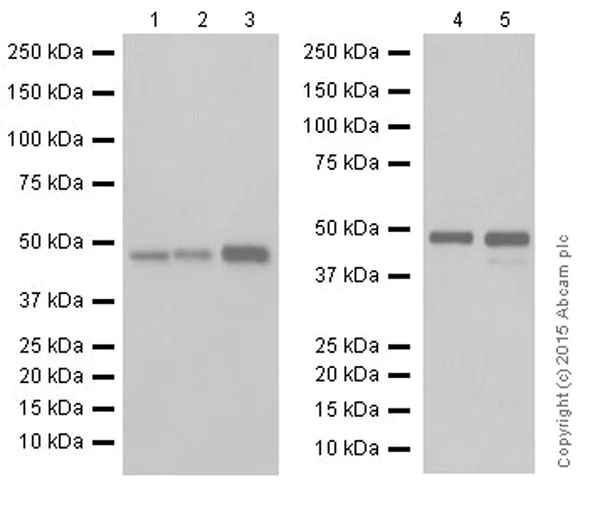 Western blot - Anti-DCAF13 antibody [EPR18723] (AB195121)