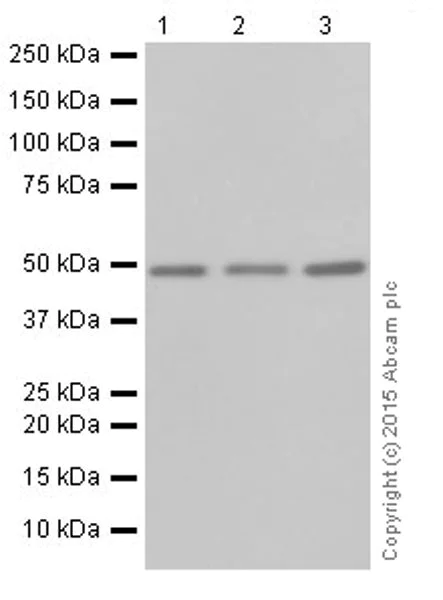 Western blot - Anti-DCAF13 antibody [EPR18723] (AB195121)
