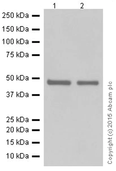 Western blot - Anti-DCAF13 antibody [EPR18723] (AB195121)