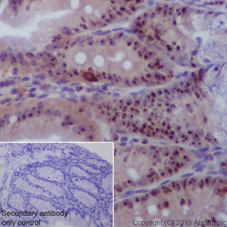 Immunohistochemistry (Formalin/PFA-fixed paraffin-embedded sections) - Anti-DCAF13 antibody [EPR18723] - BSA and Azide free (AB240337)
