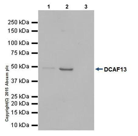 Immunoprecipitation - Anti-DCAF13 antibody [EPR18723] - BSA and Azide free (AB240337)
