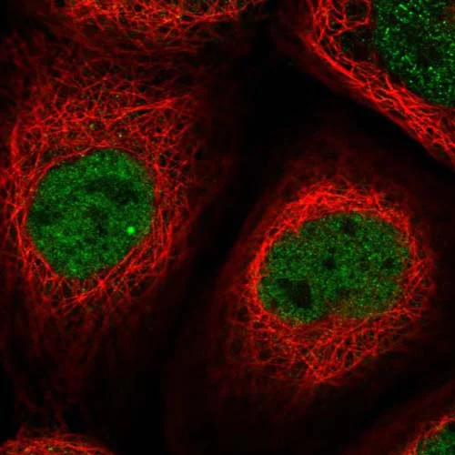 Immunocytochemistry/ Immunofluorescence - Anti-DCAF8L1 antibody (AB126359)