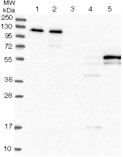 Western blot - Anti-DCAF8L1 antibody (AB126359)
