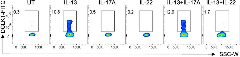 Flow Cytometry - Anti-DCAMKL1 antibody (AB31704)