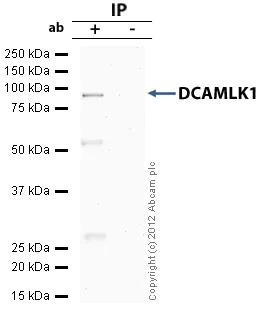 Immunoprecipitation - Anti-DCAMKL1 antibody (AB31704)
