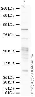 Western blot - Anti-DCAMKL1 antibody (AB31704)