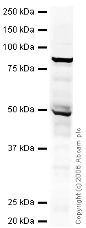Western blot - Anti-DCAMKL1 antibody (AB31704)